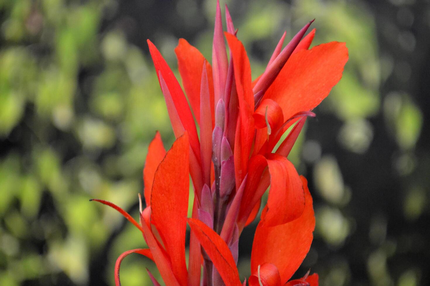 Blooming of red tropical flower. photo