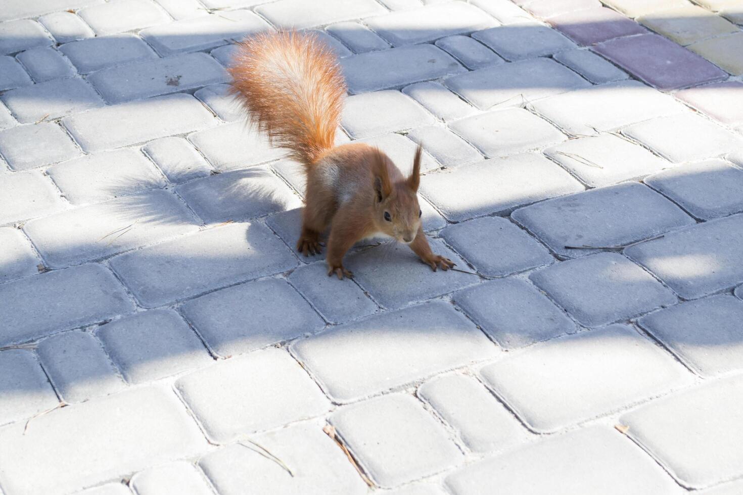 Cute red squirrel runs on the ground in a forest. photo
