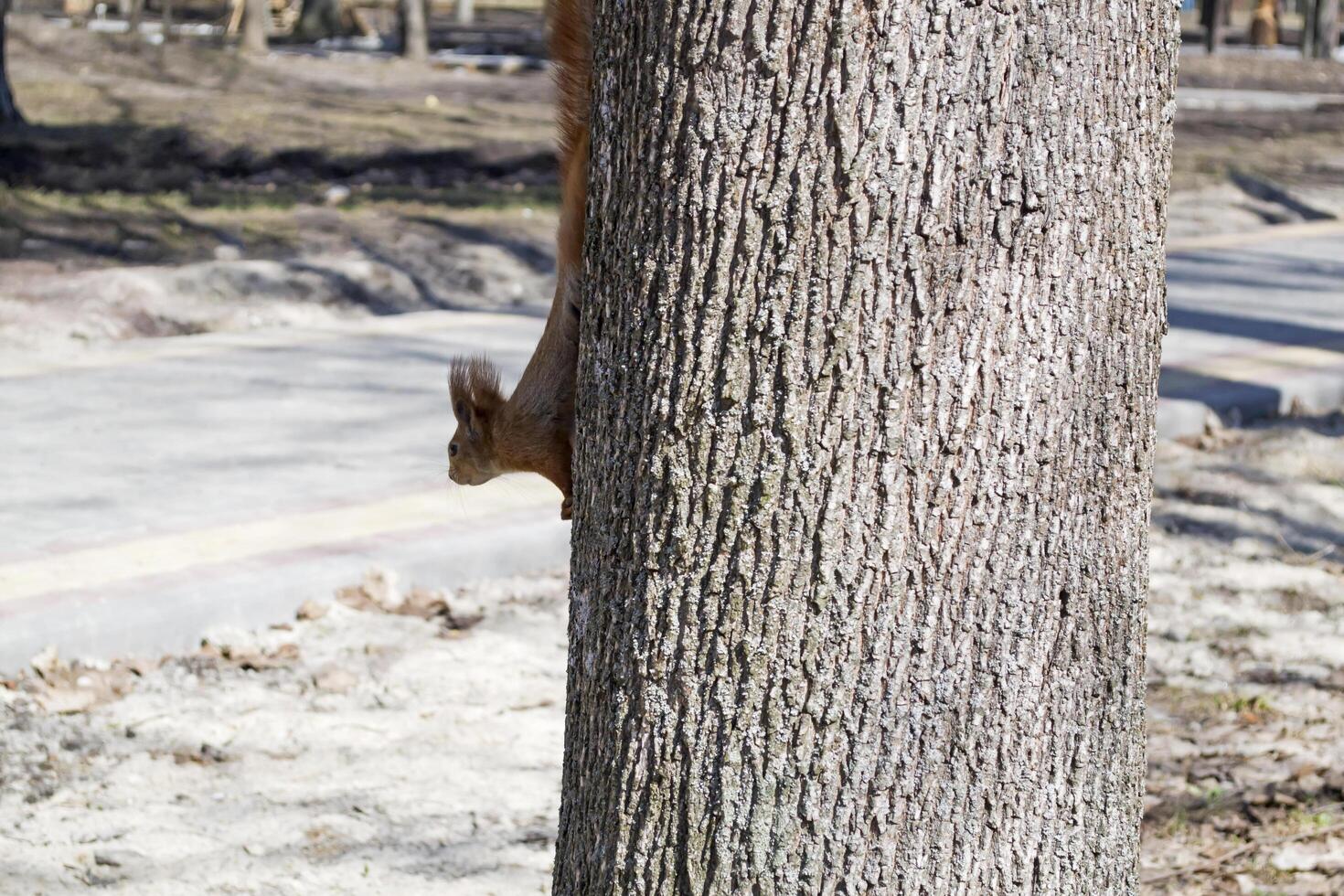 Funny red squirrel on trunck of tree. photo