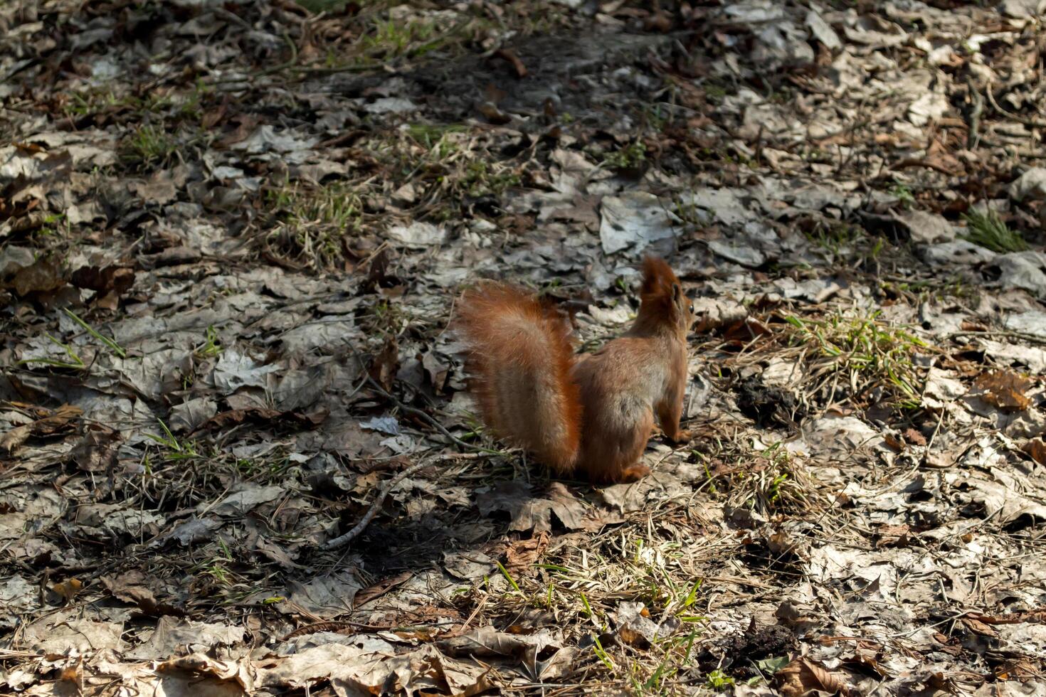 Cute red squirrel runs on the ground in a forest. photo