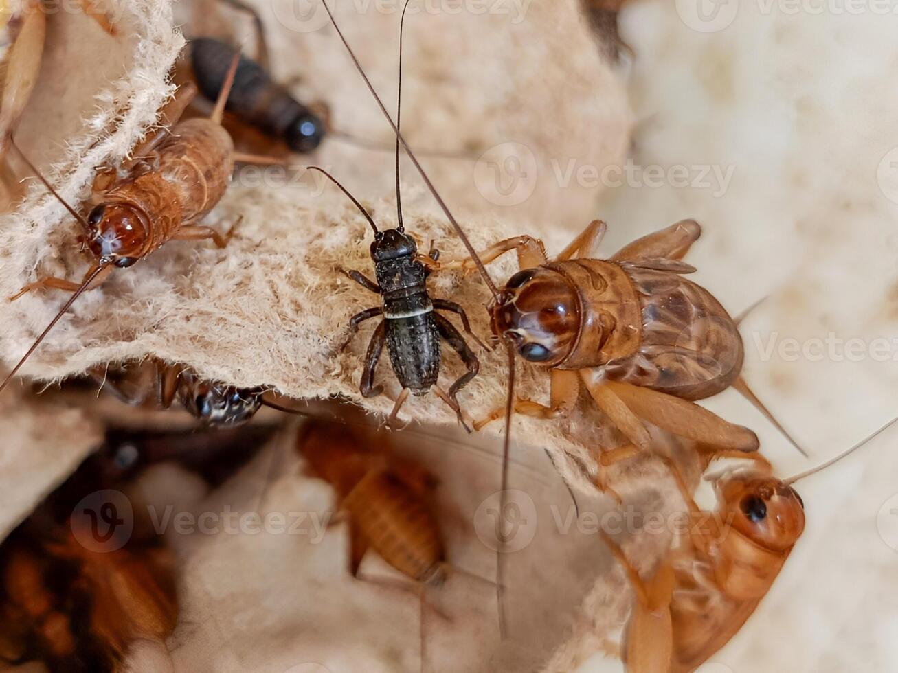 Detail of the portrait of the house cricket where the eggs are wrapped. can be used for educational purposes, entomology research, and, biology presentations. photo