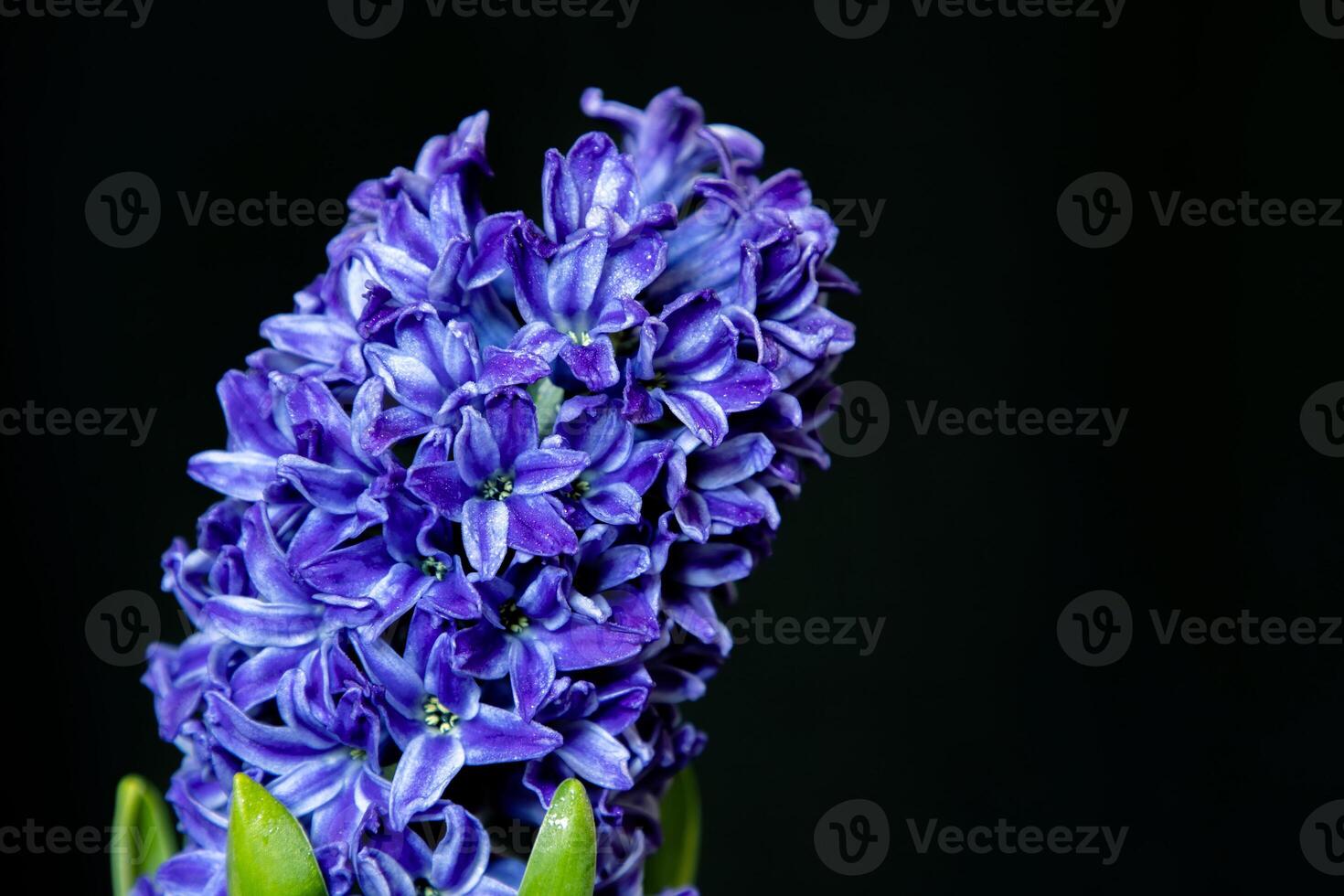 Close-up of hyacinth blue flowers, isolated on a black background. photo