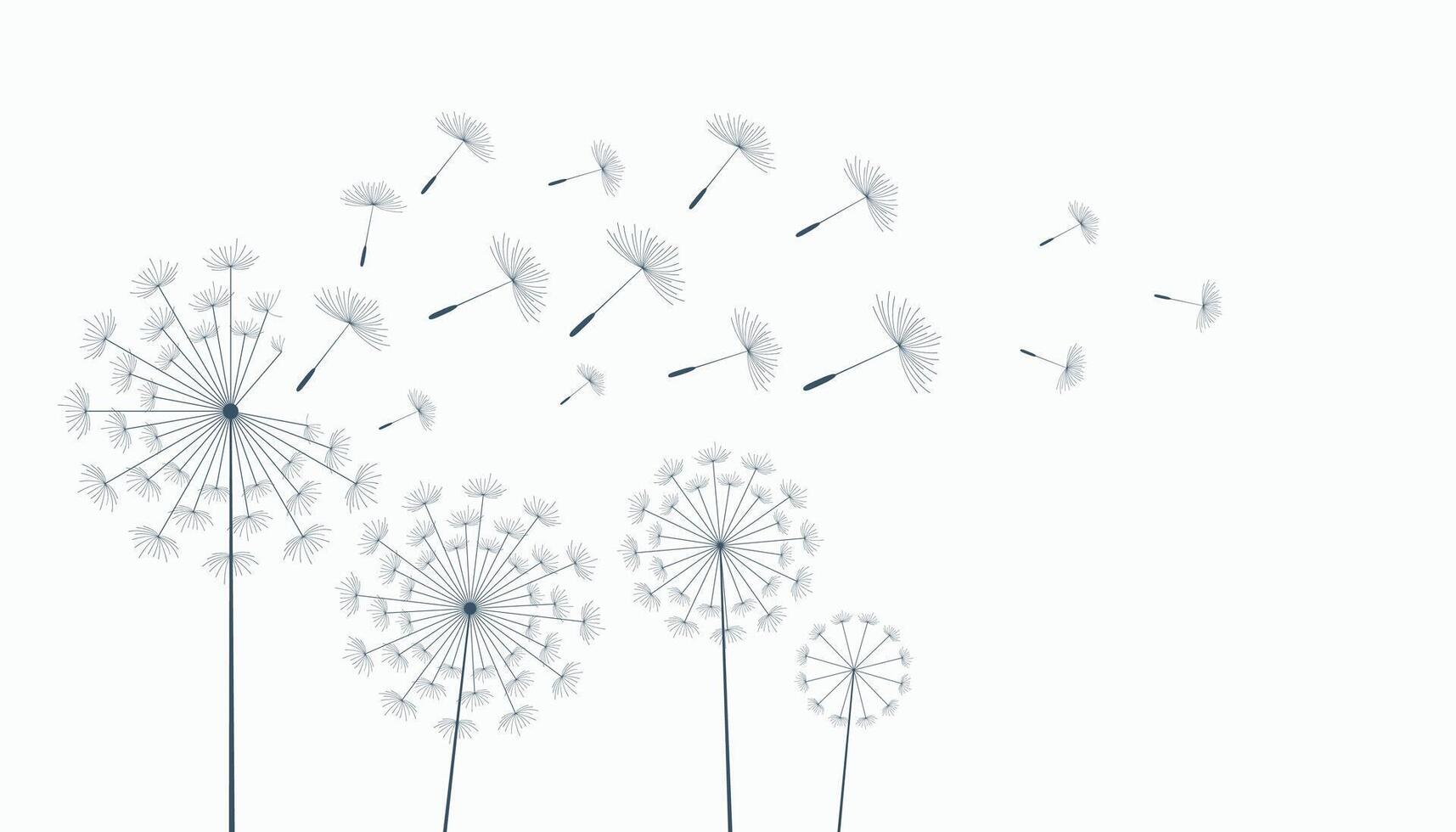 flying dandelion flower seeds make a wish concept background vector