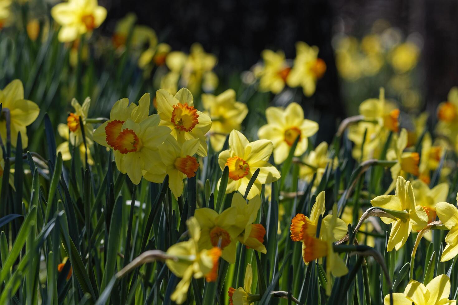 Field of daffodils closeup photo
