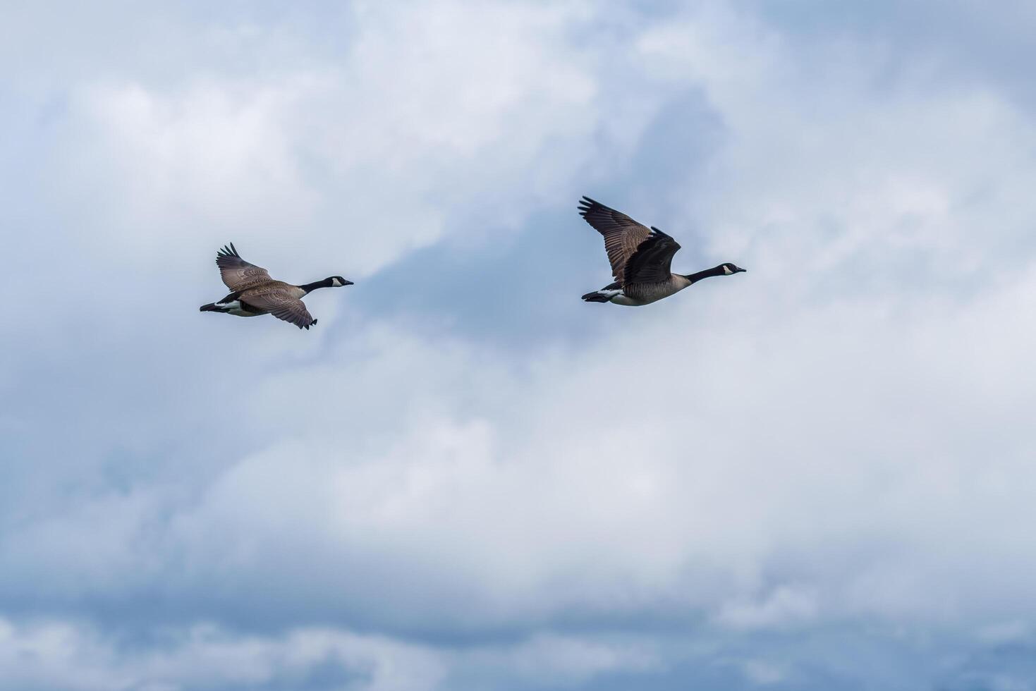 Pair of Canadian geese flying photo