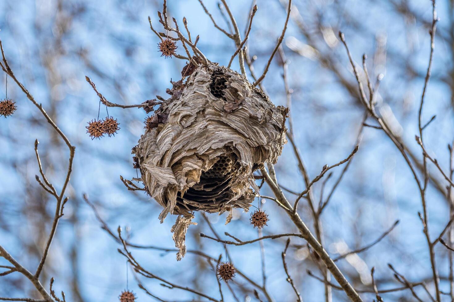 Giant beehive hanging from tree photo