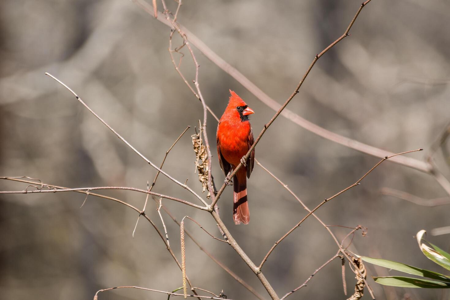 Male cardinal bird closeup photo