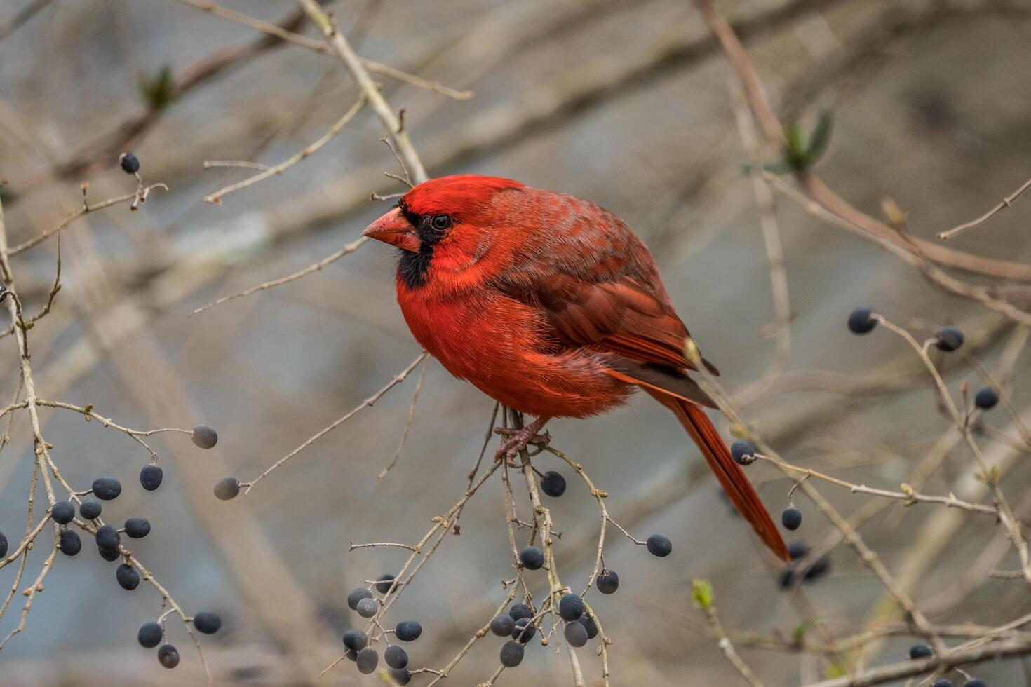 Red male cardinal closeup photo