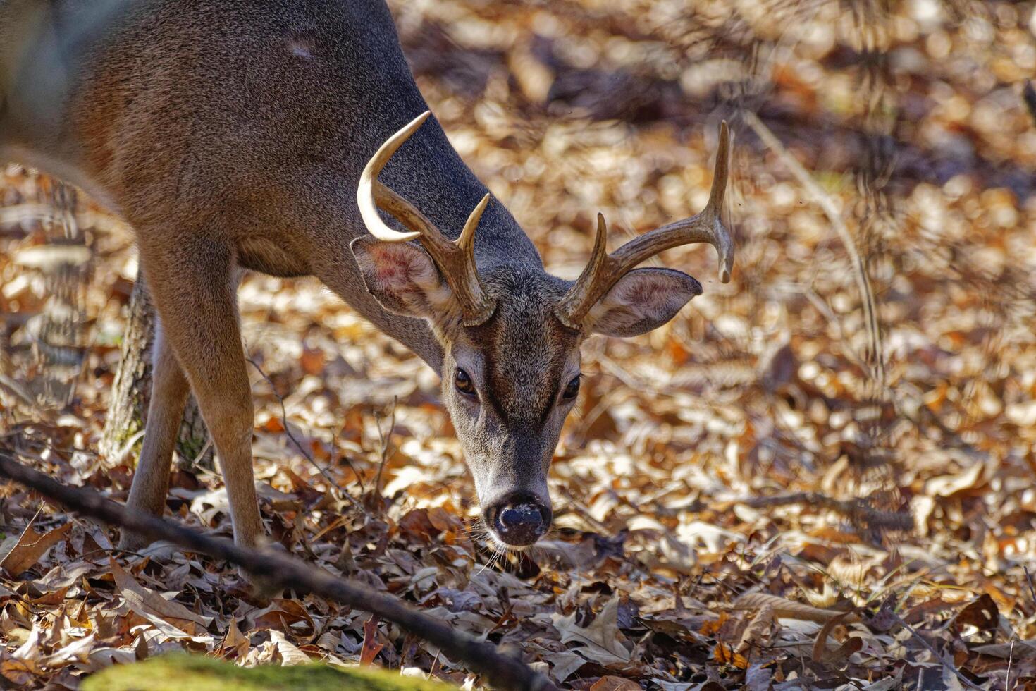 Young male white-tail deer photo