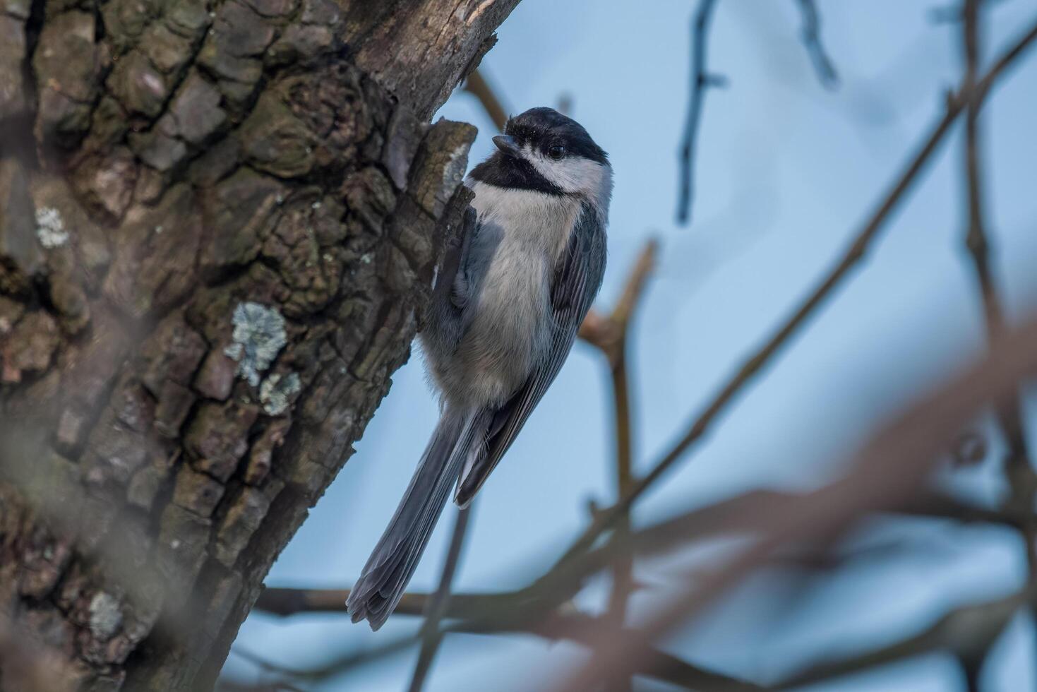 Chickadee climbing a tree photo