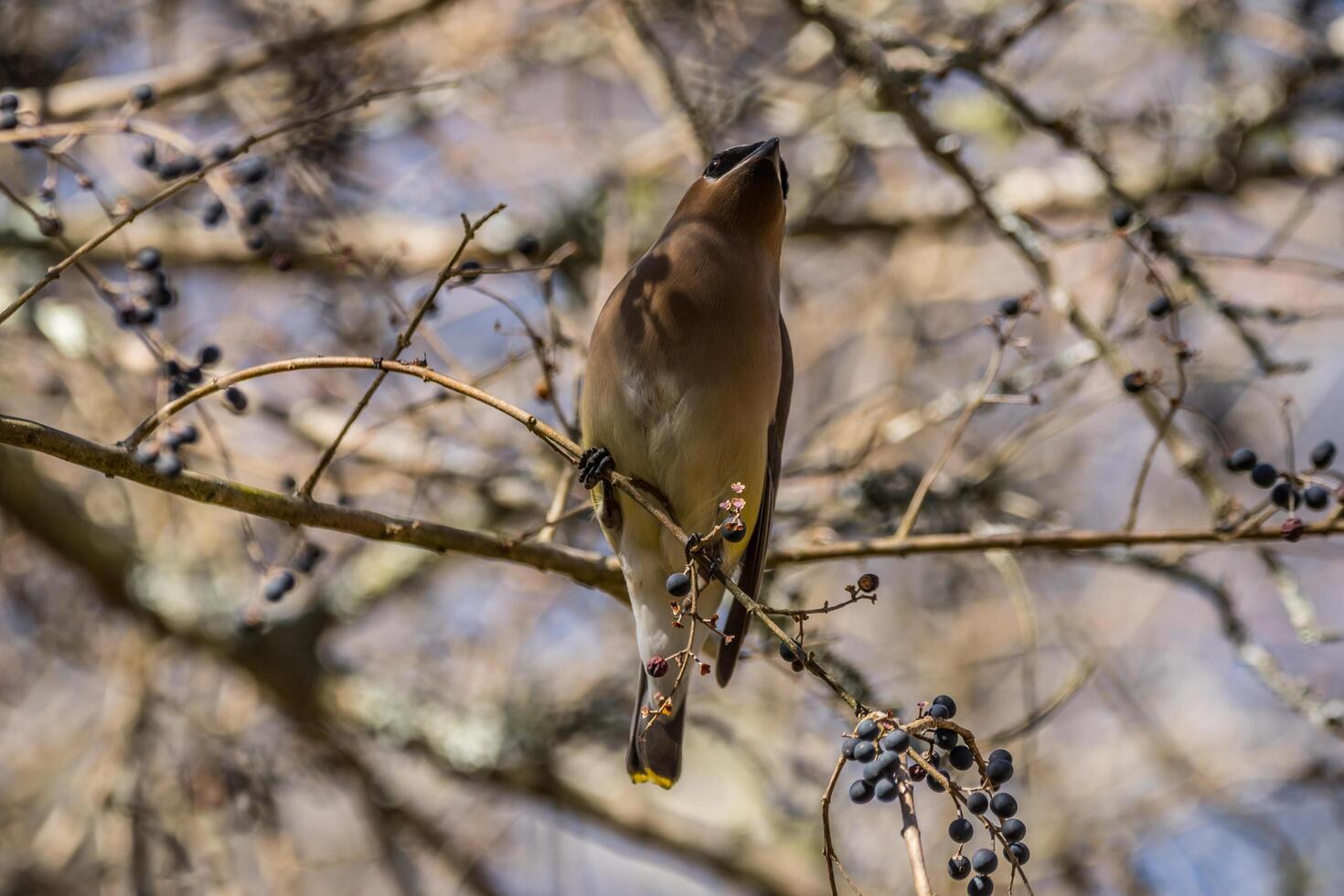 Cedar waxwing bird on a branch closeup photo