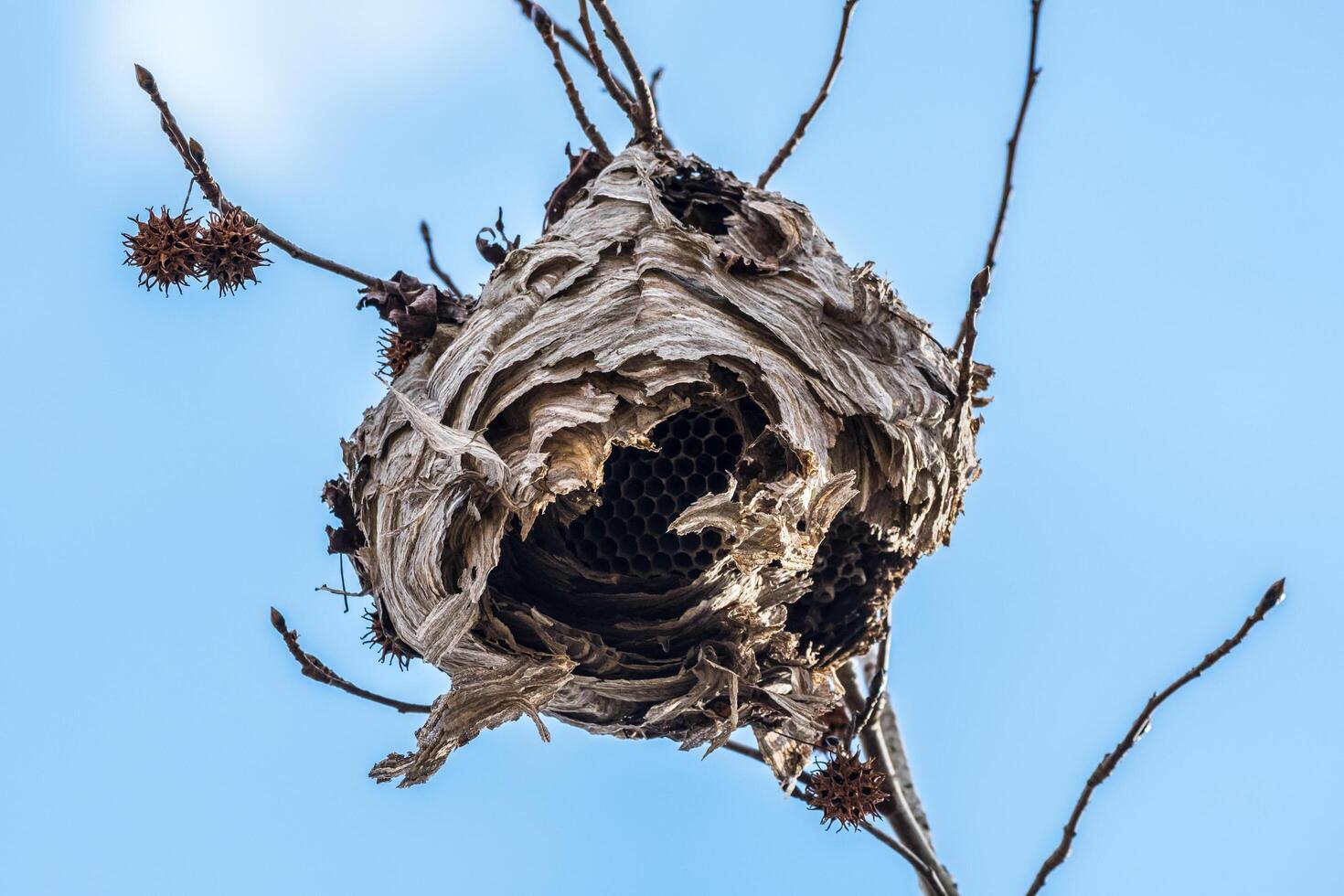 Colmena colgando desde un árbol foto