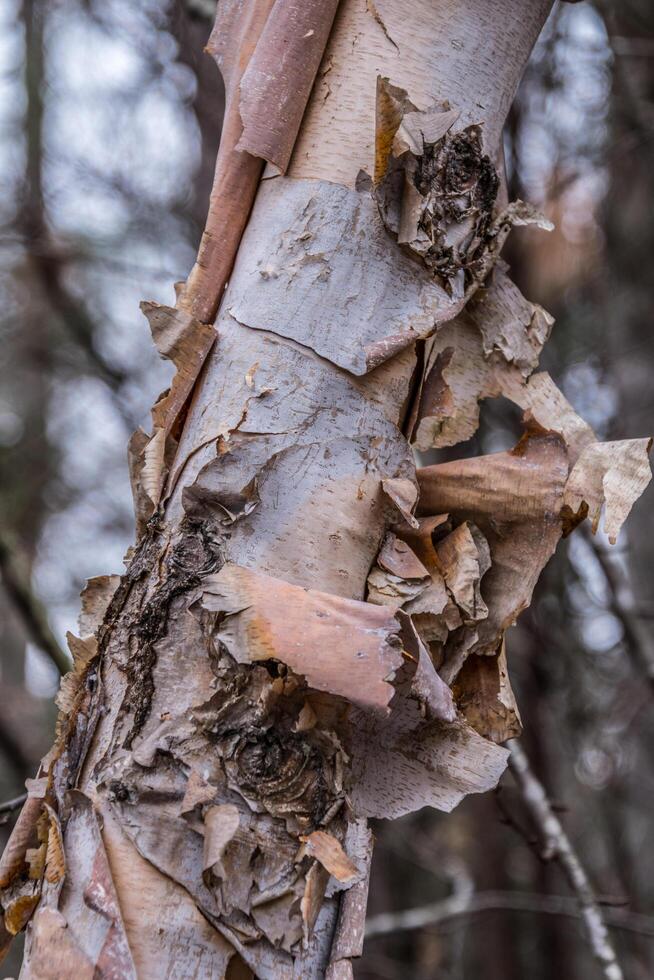 River birch tree peeling bark closeup photo