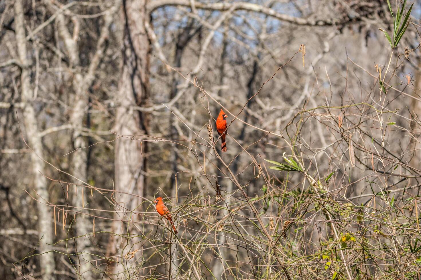 Two male cardinals in plumage photo