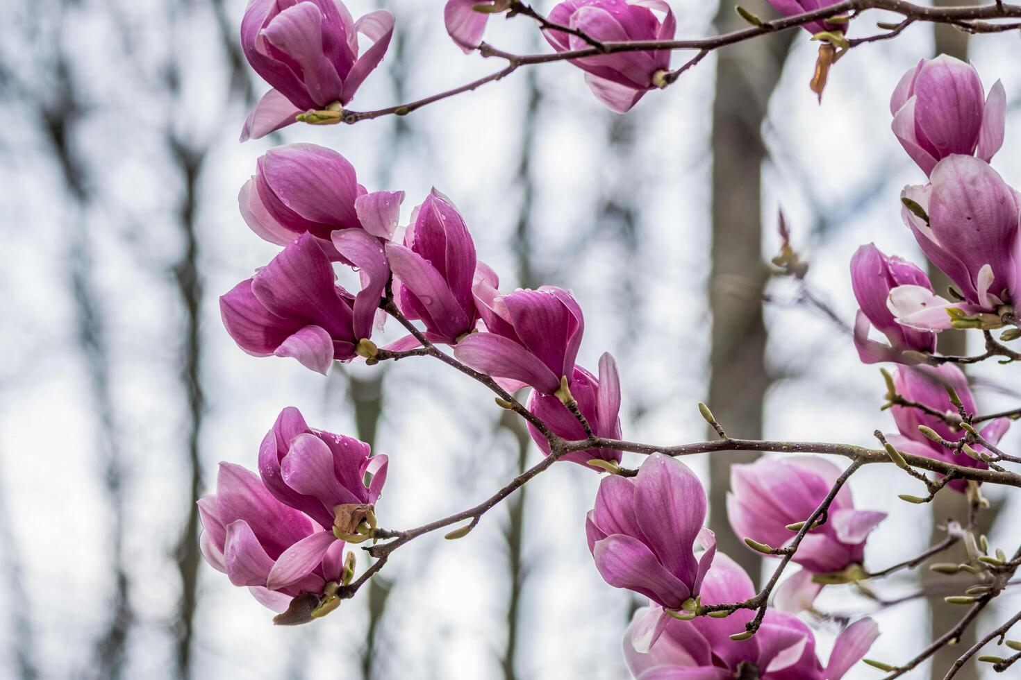 Magnolia blossoms on tree branches photo