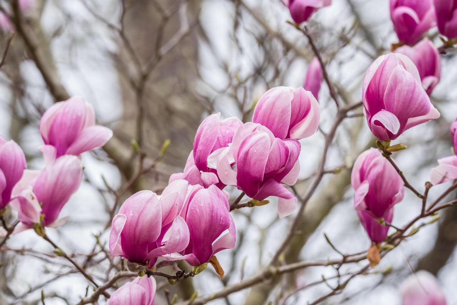 Pink magnolia flowers closeup photo