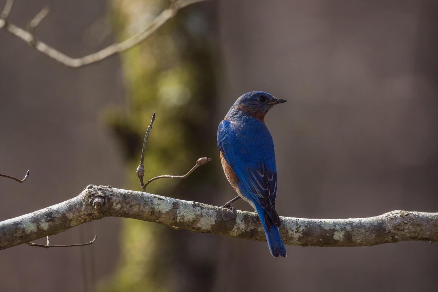 Male eastern bluebird on a branch photo