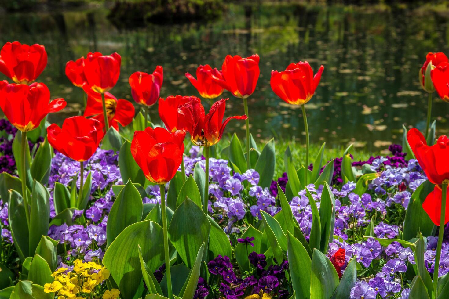 Tulips and violets together photo