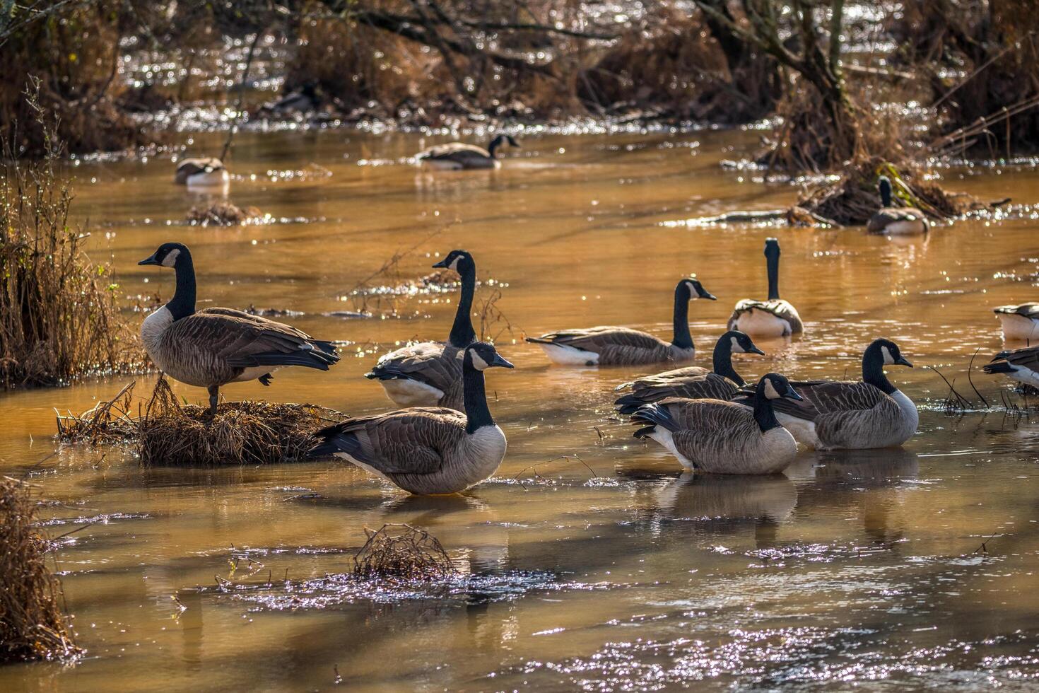 Canadian geese nesting photo