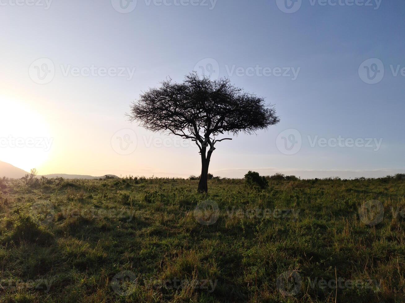 Typical African trees in the savannah of the Masai Mara Park in Kenya. photo