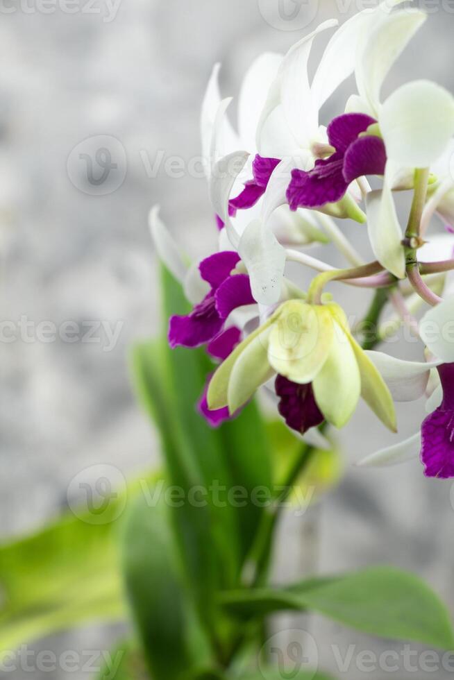 purple white Dendrobium orchid, tropical orchid flower abstract gray background photo