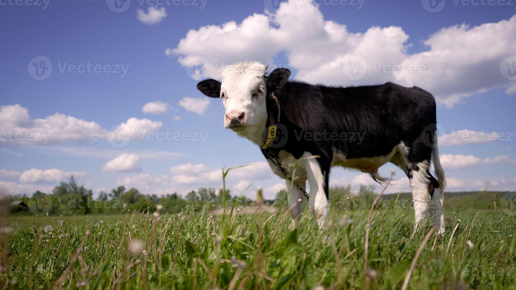 A small cow grazes in a meadow on a summer day. Little calf in the pasture. A small black and white bull grazes in a summer meadow. photo