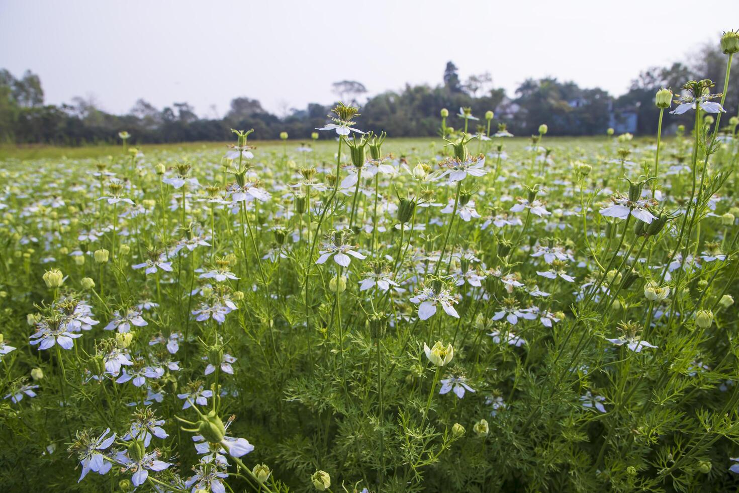 Blooming White Nigella sativa flowers in the field with blue sky. Natural Landscape view photo