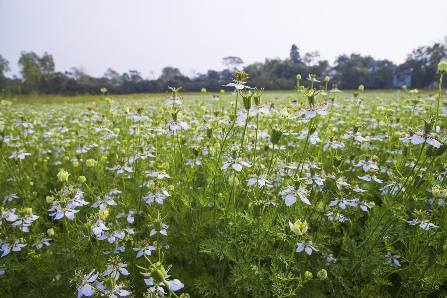 Blooming White Nigella sativa flowers in the field with blue sky. Natural Landscape view photo