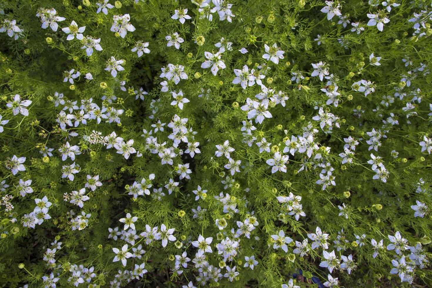 Blooming White Nigella sativa flowers in the field. Top view Texture background photo