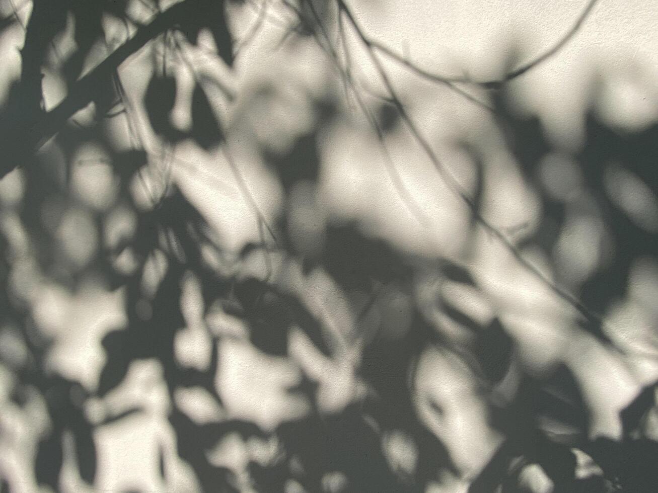 Leaves shadow background on concrete wall texture, leaves tree branches shade with sunlight photo