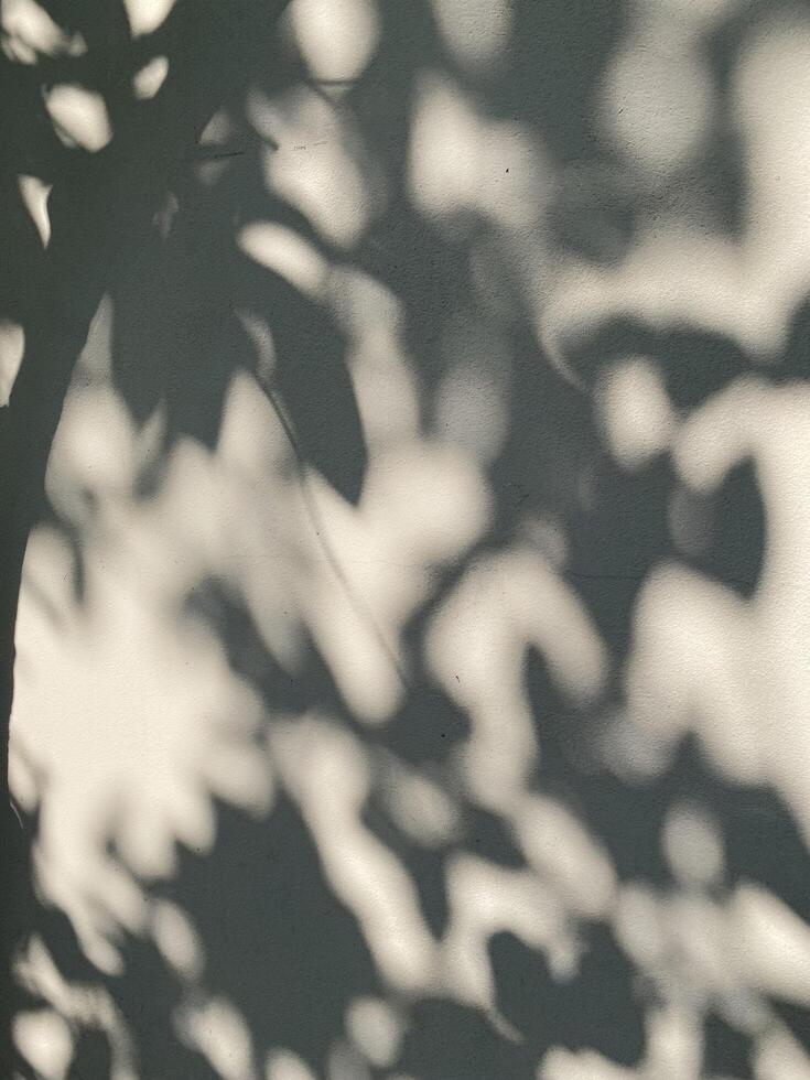 Leaves shadow background on concrete wall texture, leaves tree branches shade with sunlight photo