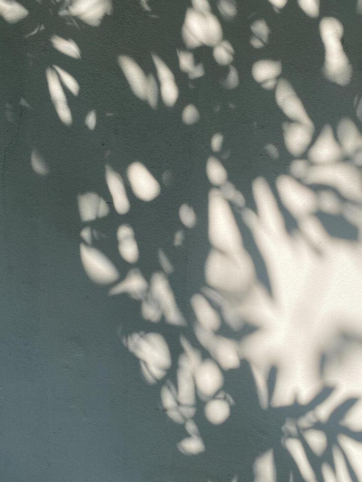 Leaves shadow background on concrete wall texture, leaves tree branches shade with sunlight photo