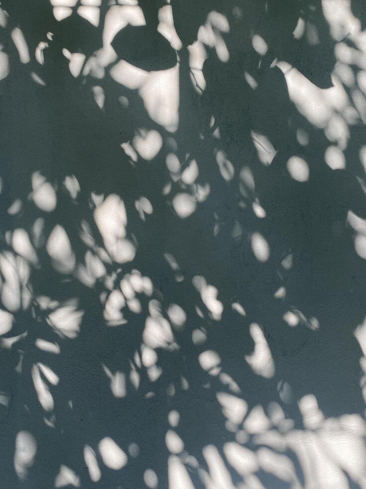 Leaves shadow background on concrete wall texture, leaves tree branches shade with sunlight photo