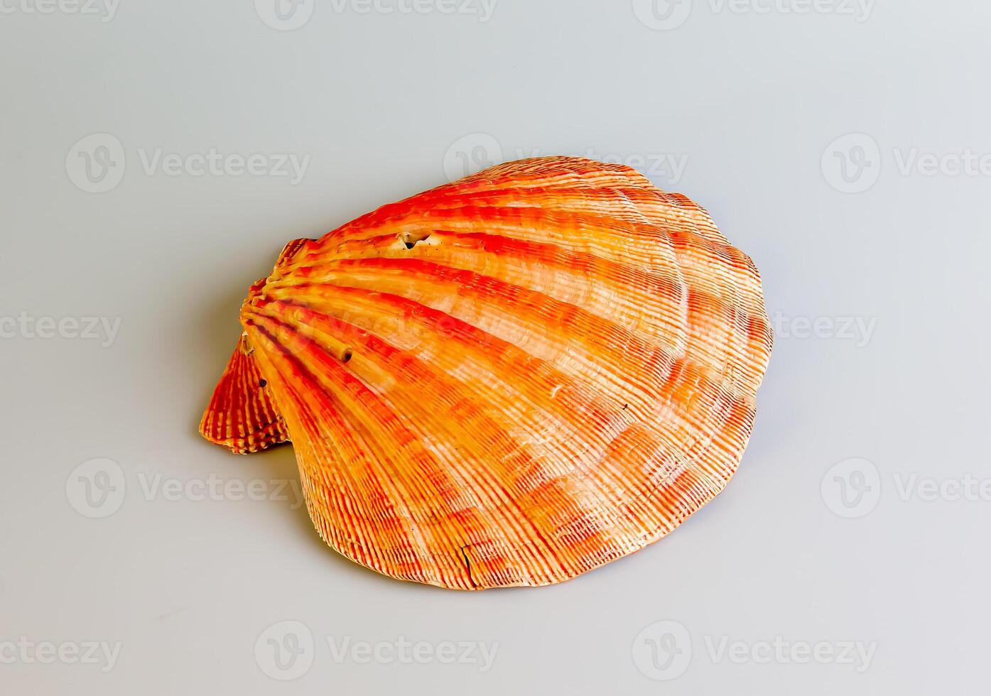 Close-up of an ocean shell of a sea scallop or Pectinidae on a white background photo