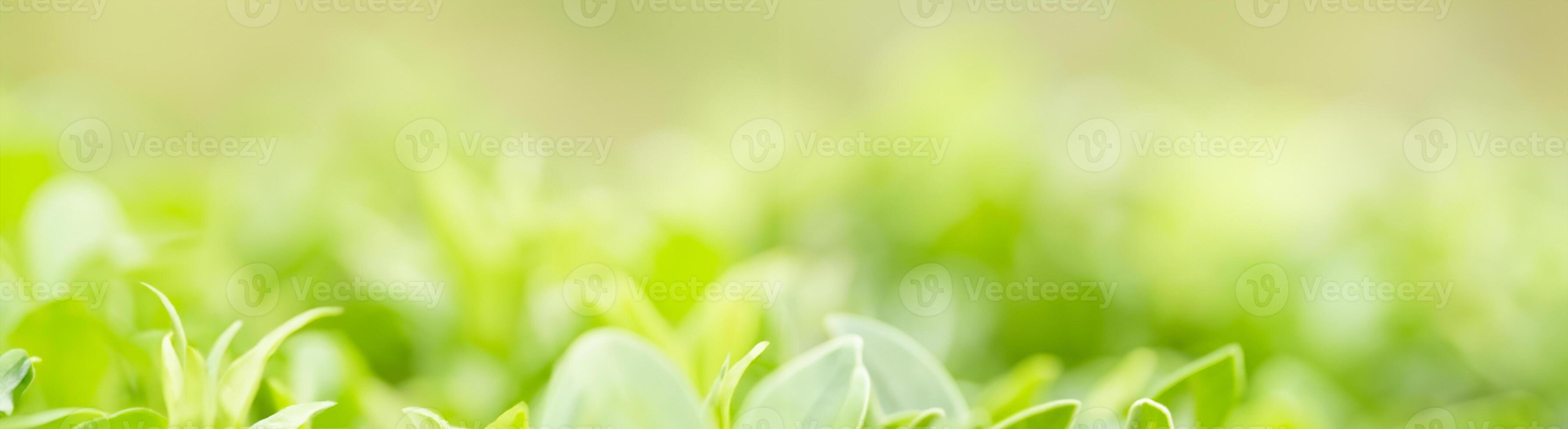 Lush Elegance, Close Up of Vibrant Green Leaves, Sunlit Blurred Greenery Background with Bokeh, Ideal for Ecology Cover Page Concept with Ample Copy Space photo