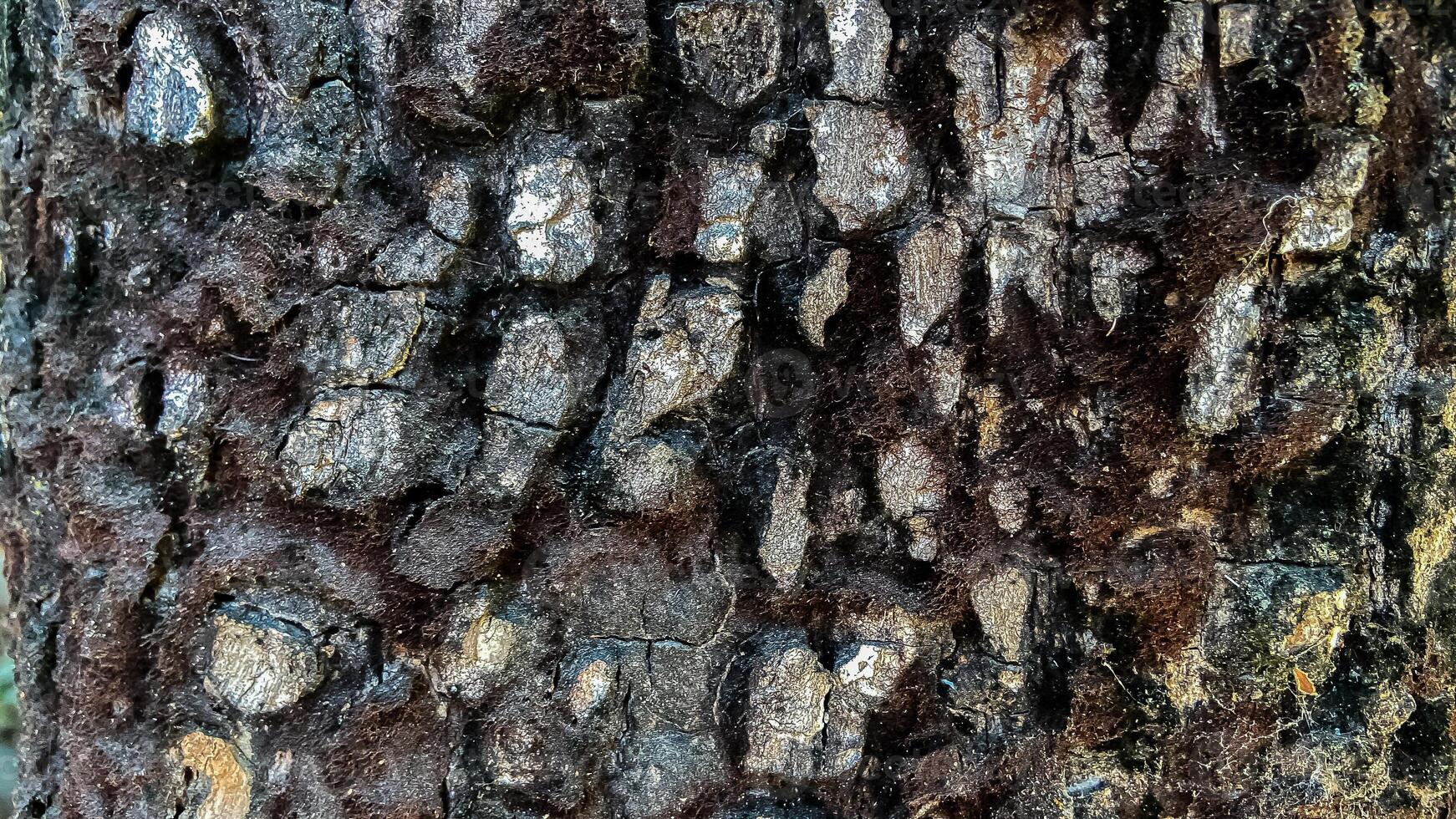 Bark with moss and resin stains on tree trunk photo