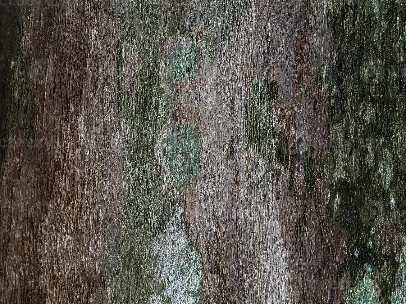 Natural background with real tree bark texture photo