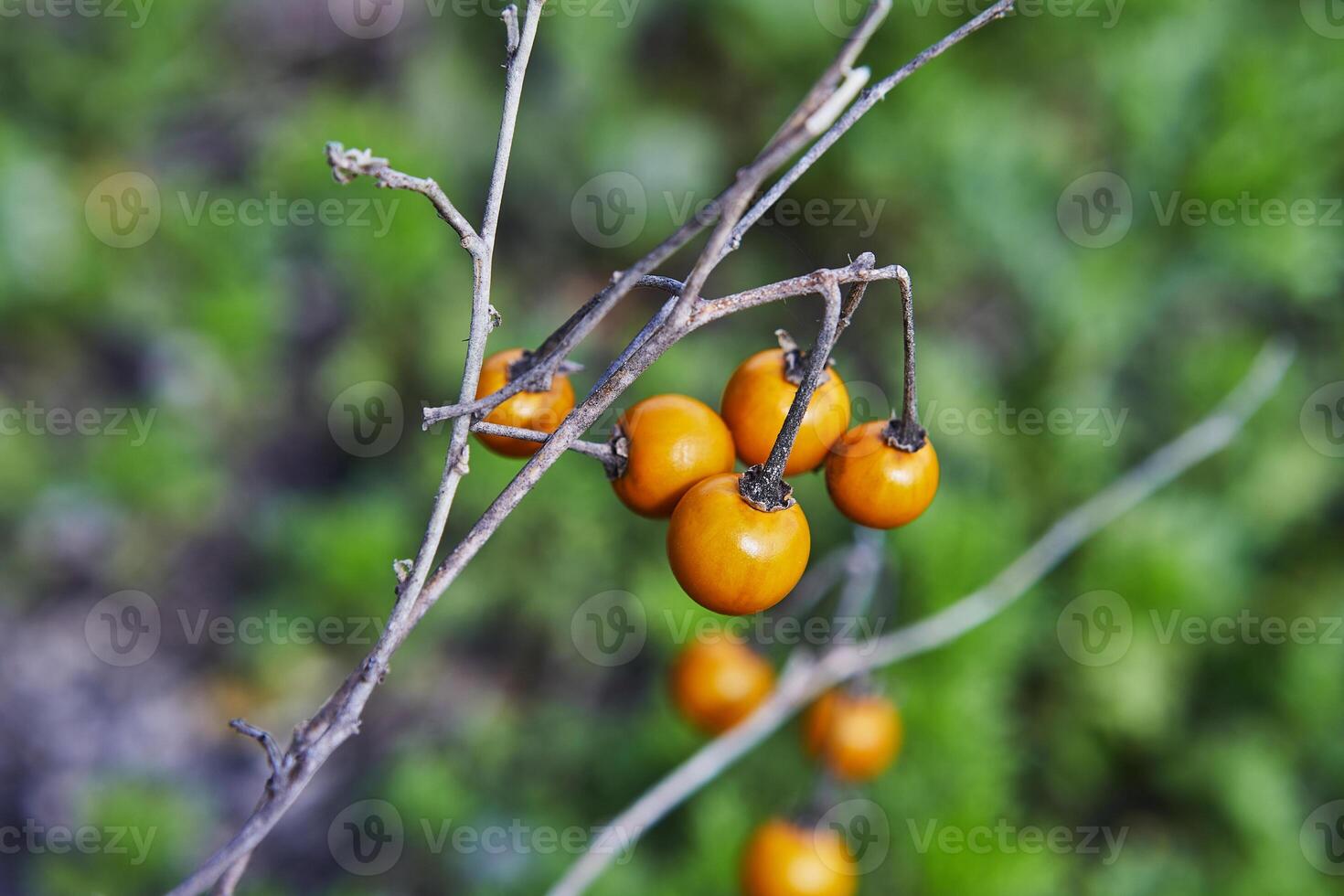 Close-up of a branch with small orange berries in a lush field with yellow flowers and blue sky photo