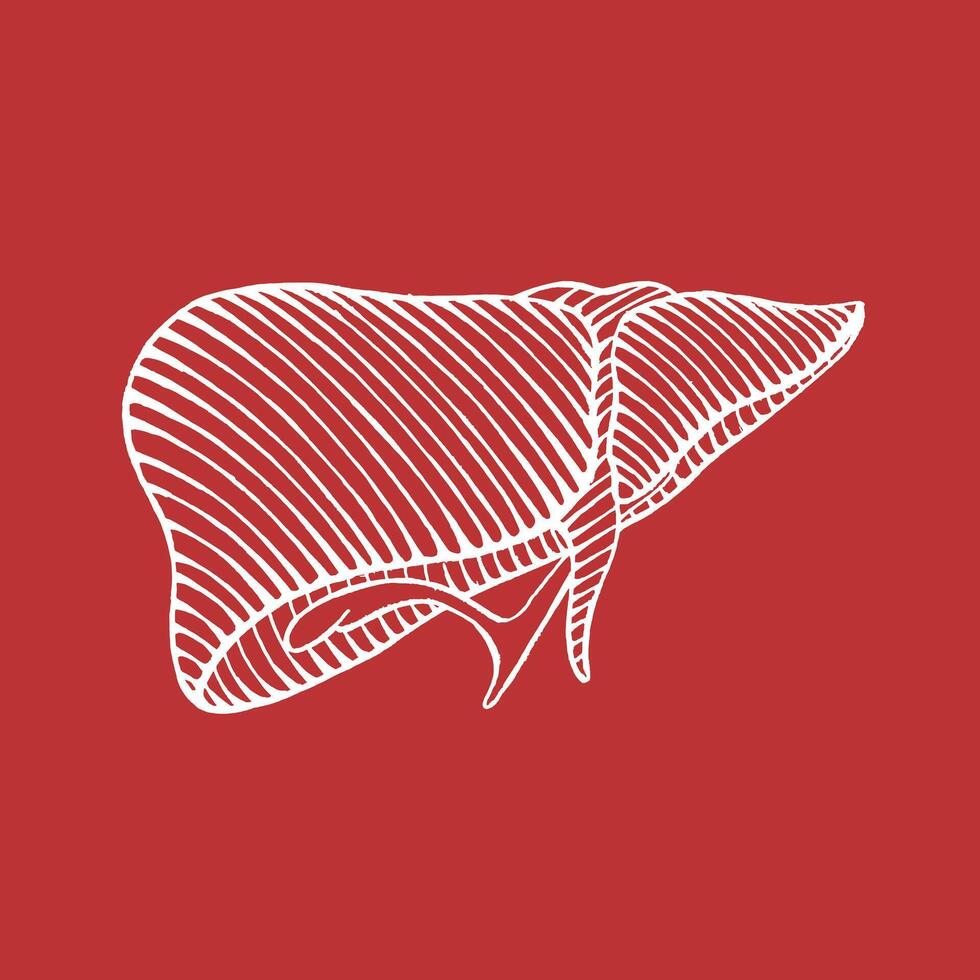 hand drawn human liver drawing - illustration reverse engraved style vector