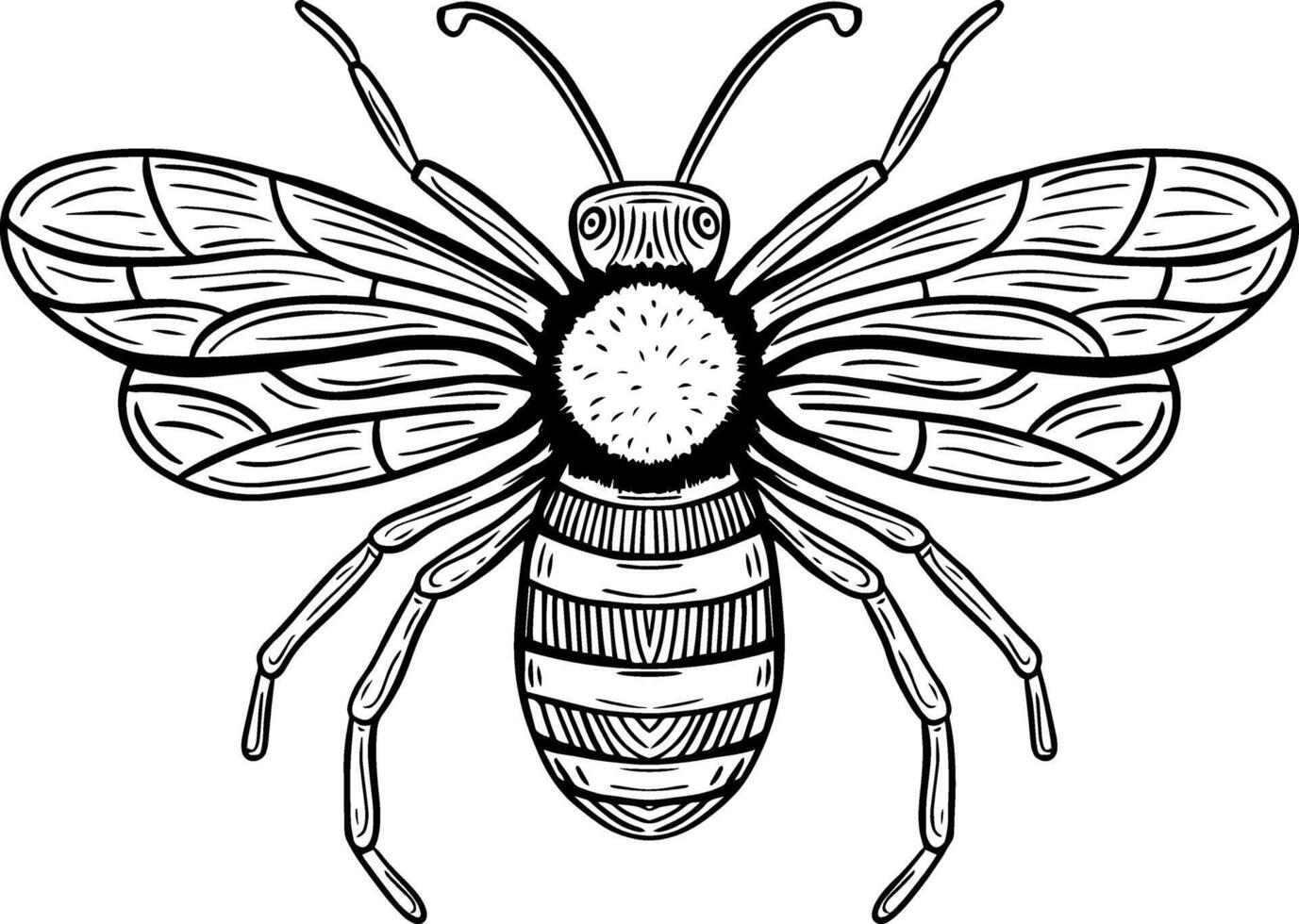 honey bee hand drawn engraved sketch drawing vector