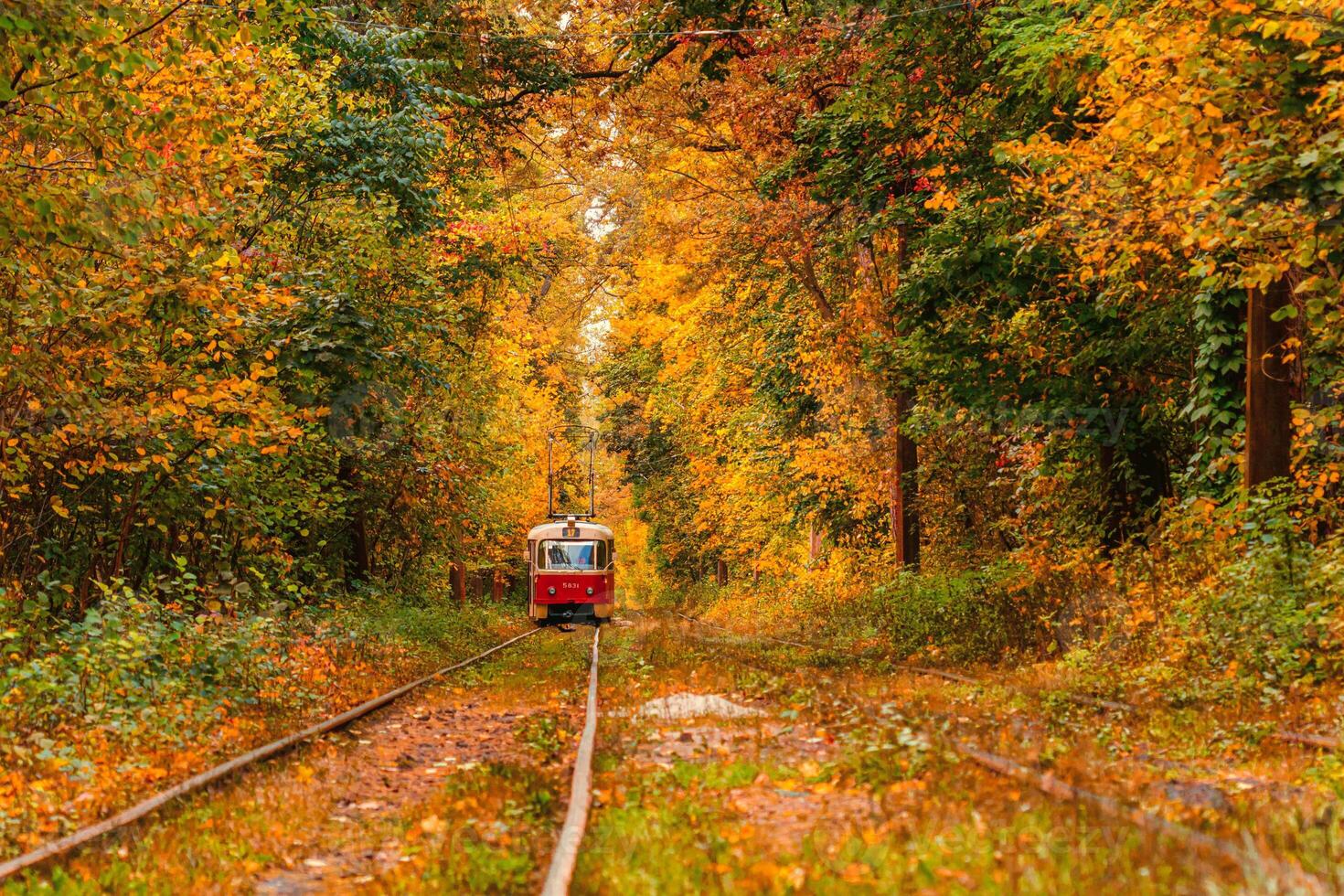 Autumn forest through which an old tram rides Ukraine photo