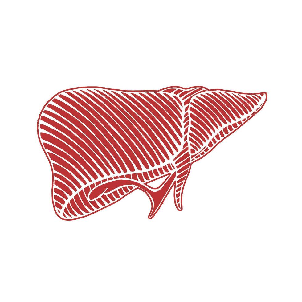 hand drawn human liver drawing - illustration reverse with out line engraved style vector