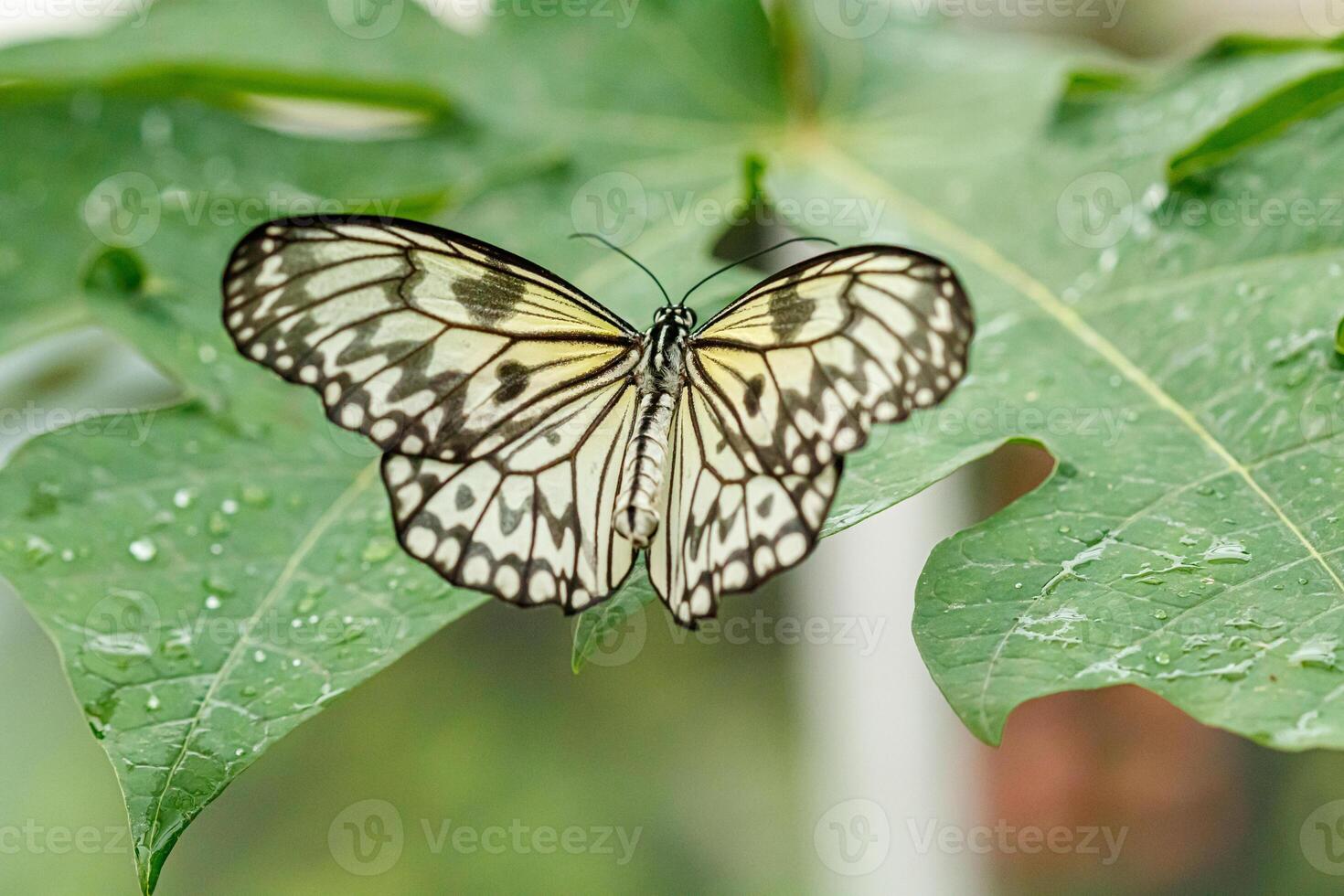 macro beautiful butterfly Idea leuconoe photo