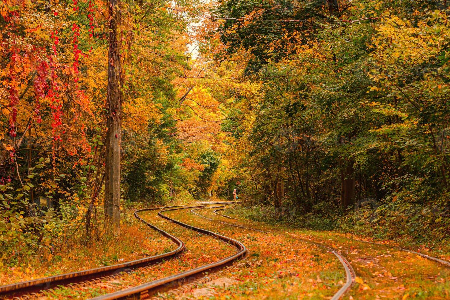 Autumn forest through which an old tram rides Ukraine photo