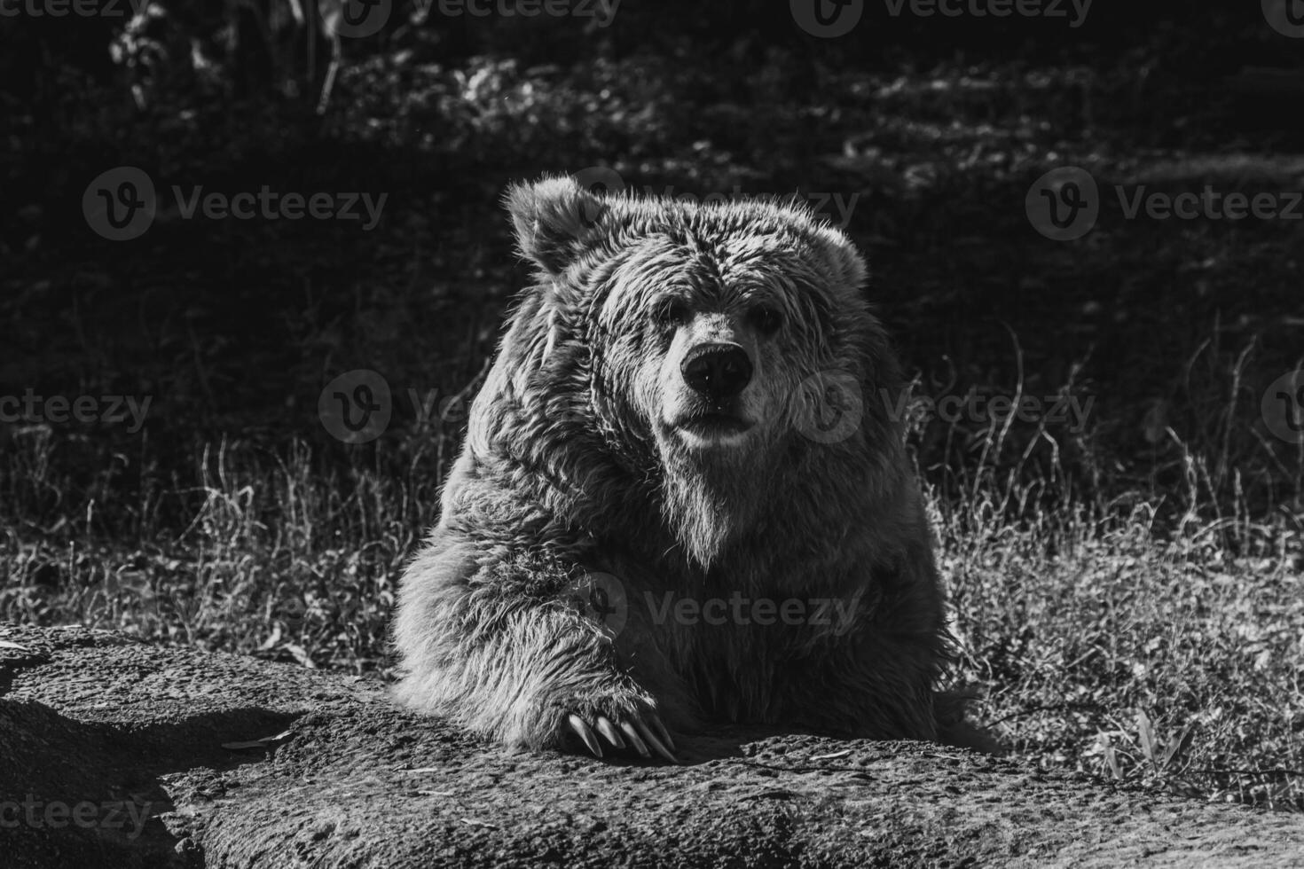 beautiful Tien Shan brown bear photo