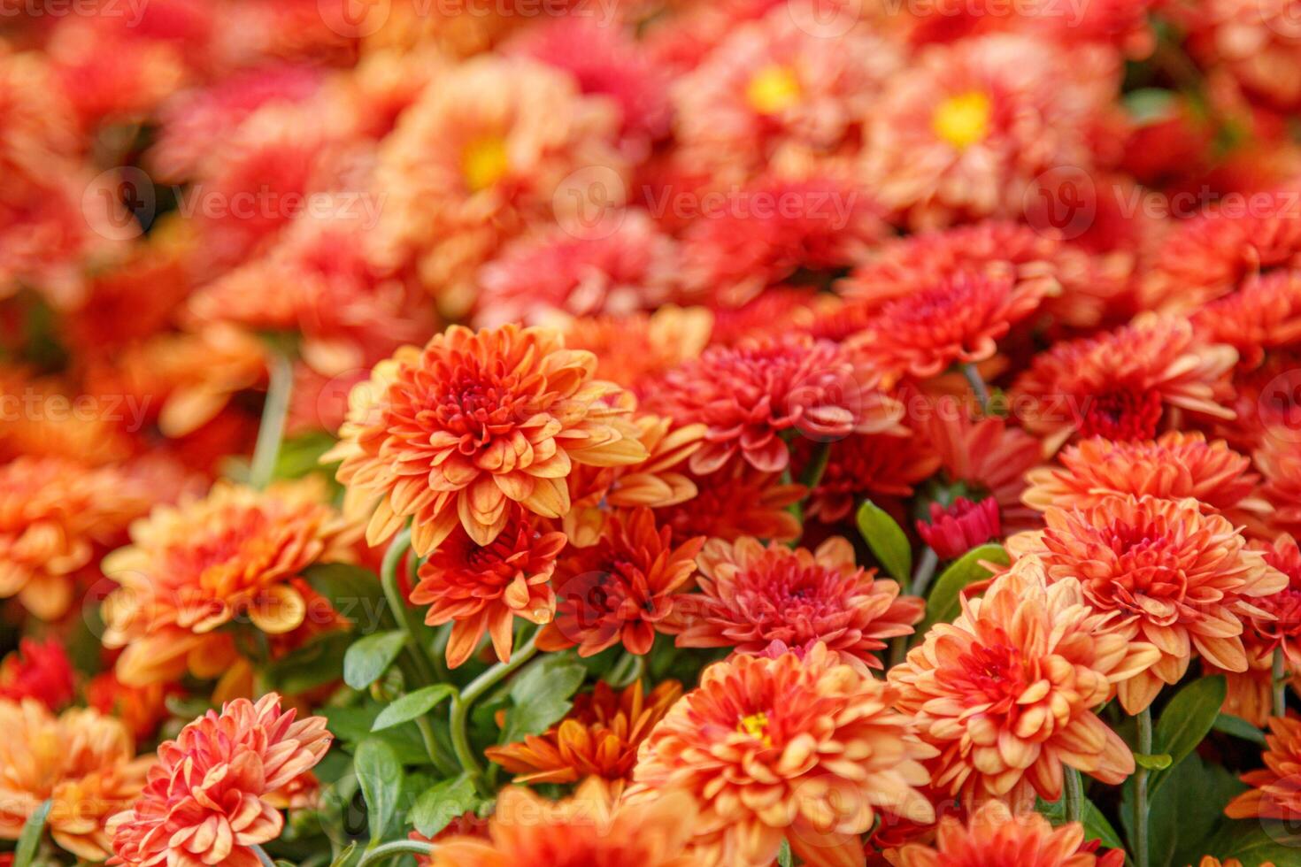 multi-colored flower beds of beautiful chrysanthemums photo