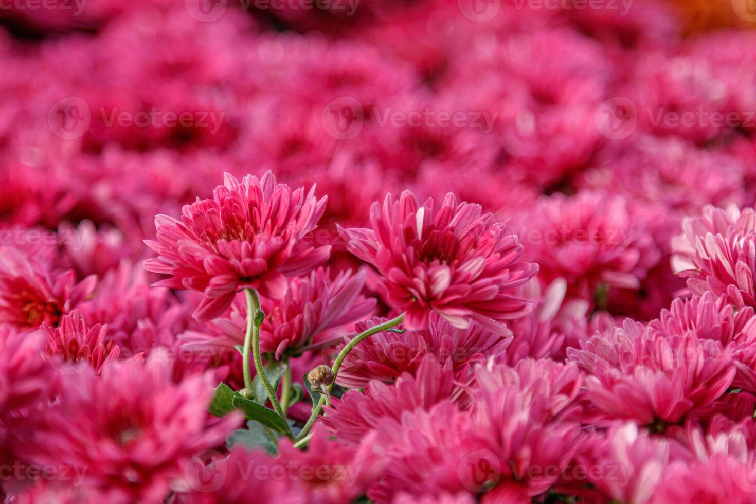 multi-colored flower beds of beautiful chrysanthemums photo