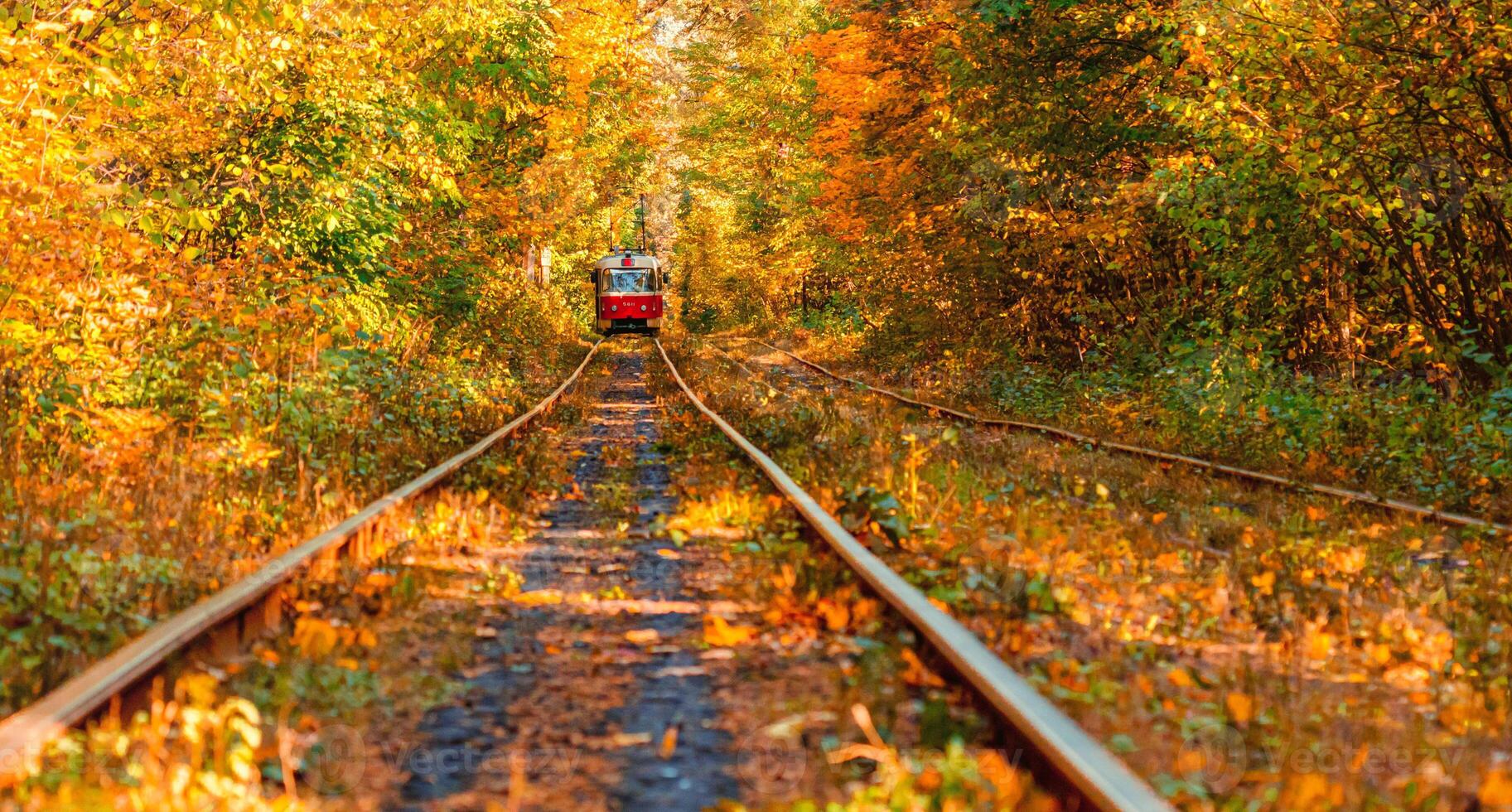 Autumn forest through which an old tram rides Ukraine photo