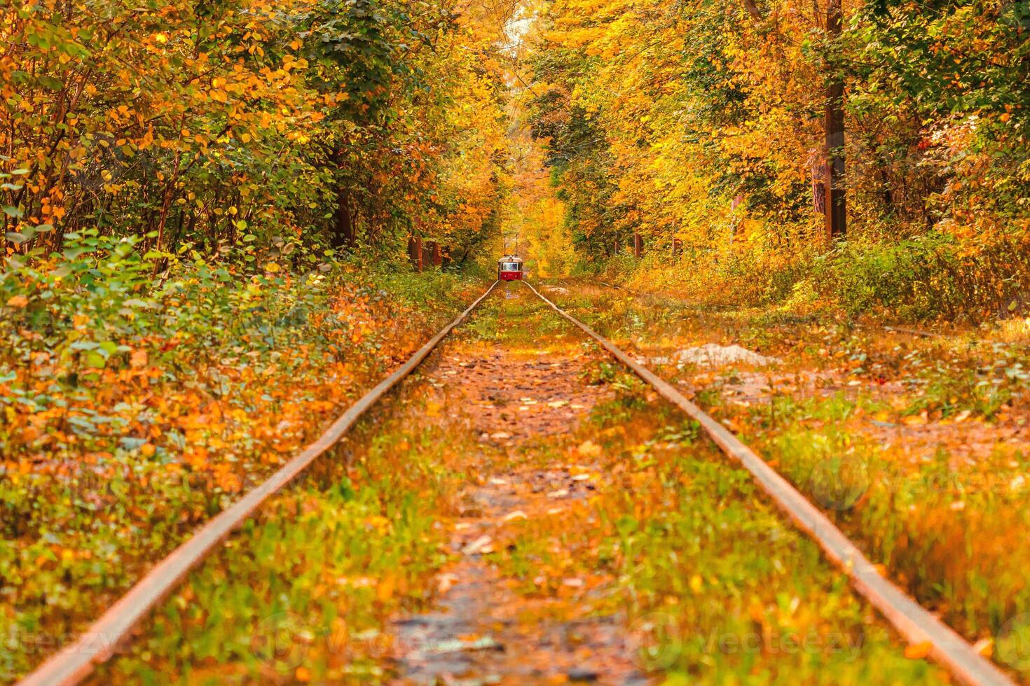Autumn forest through which an old tram rides Ukraine photo
