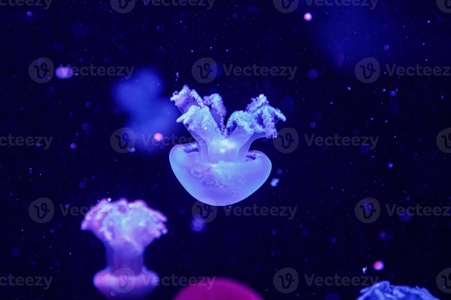 macro of a beautiful jellyfish catostylus mosaicus photo